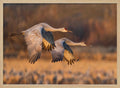 Graceful Cranes in Flight
