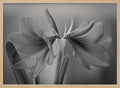Graceful Floral Duet