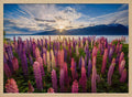 Lupine Sunset Lake