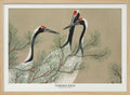 Cranes From Momoyogusa