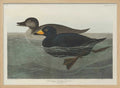 American Scoter Duck From Birds of America (1827)
