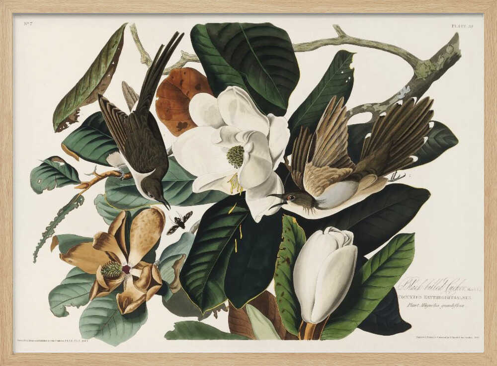 Black Billed Cuckoo From Birds of America (1827)