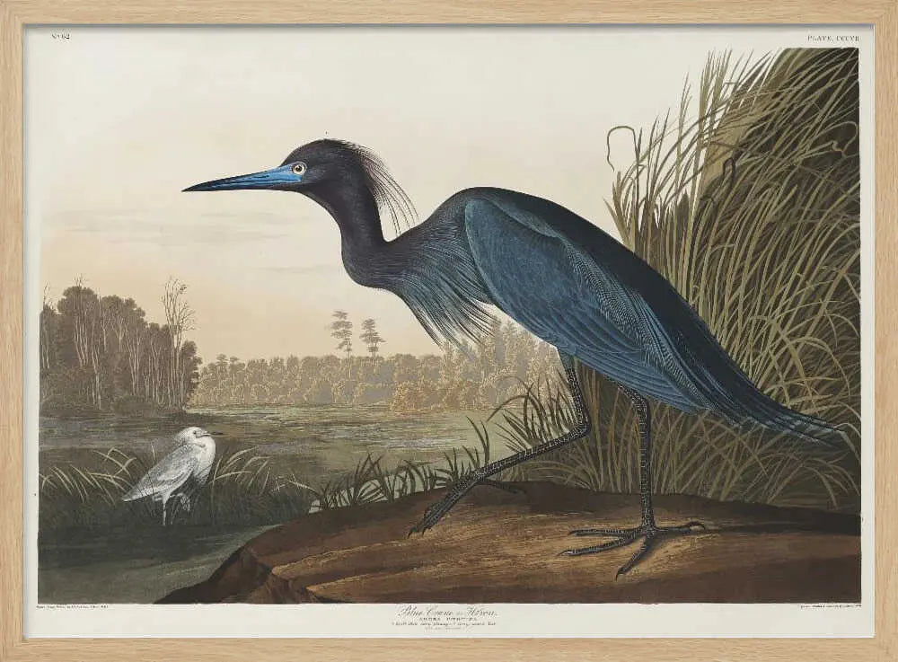 Blue Crane or Heron From Birds of America (1827) John James Audubon