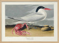 Cayenne Tern From Birds of America (1827)