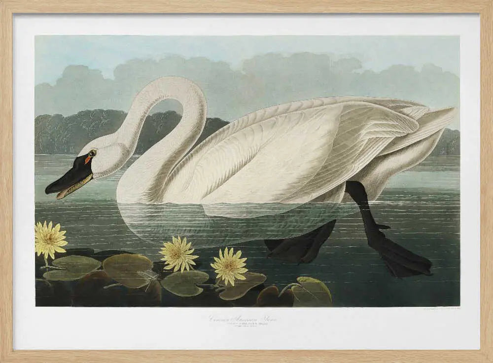 Common American Swan From Birds of America (1827) John James Audubon