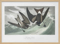 Fork Tailed Petrel From Birds of America (1827)