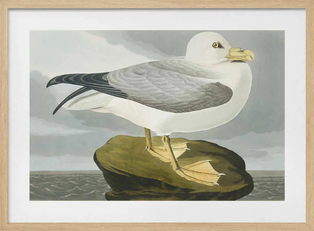 Fulmar Petrel From Birds of America (1827) John James Audubon