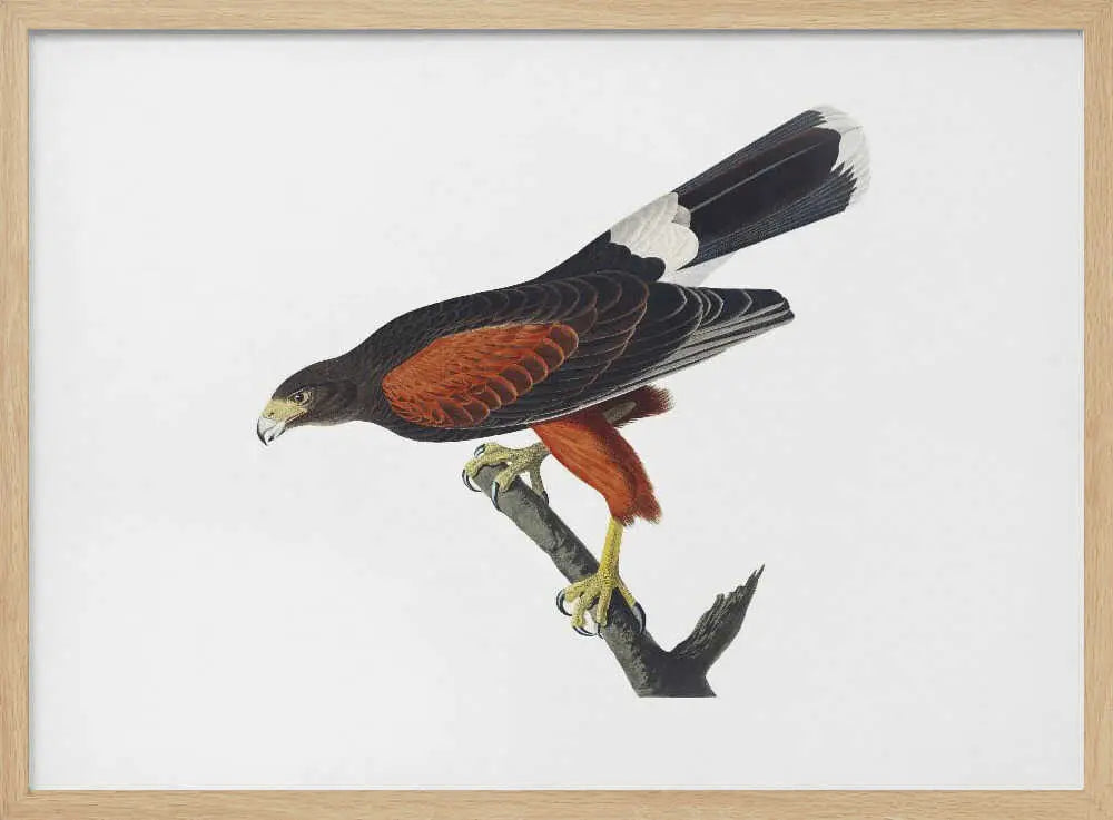Louisiana Hawk From Birds of America (1827 John James Audubon