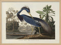 Louisiana Heron From Birds of America (1827)