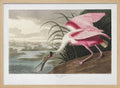 Roseate Spoonbill From Birds of America (1827)