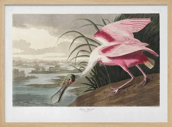 Roseate Spoonbill From Birds of America (1827) John James Audubon