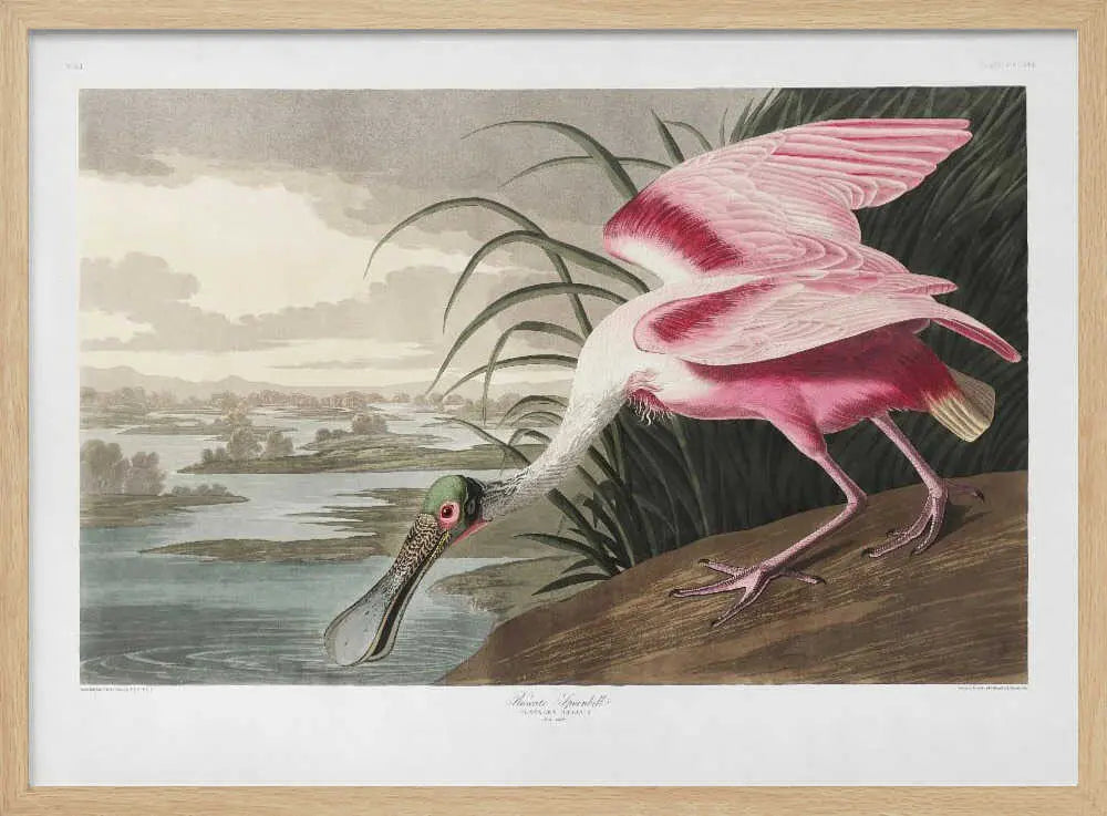 Roseate Spoonbill From Birds of America (1827) John James Audubon