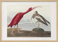 Scarlet Ibis From Birds of America (1827)