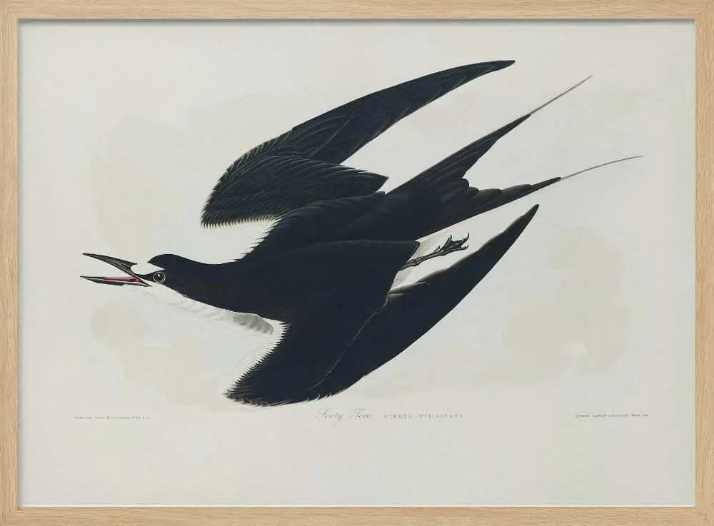 Sooty Tern From Birds of America (1827) John James Audubon