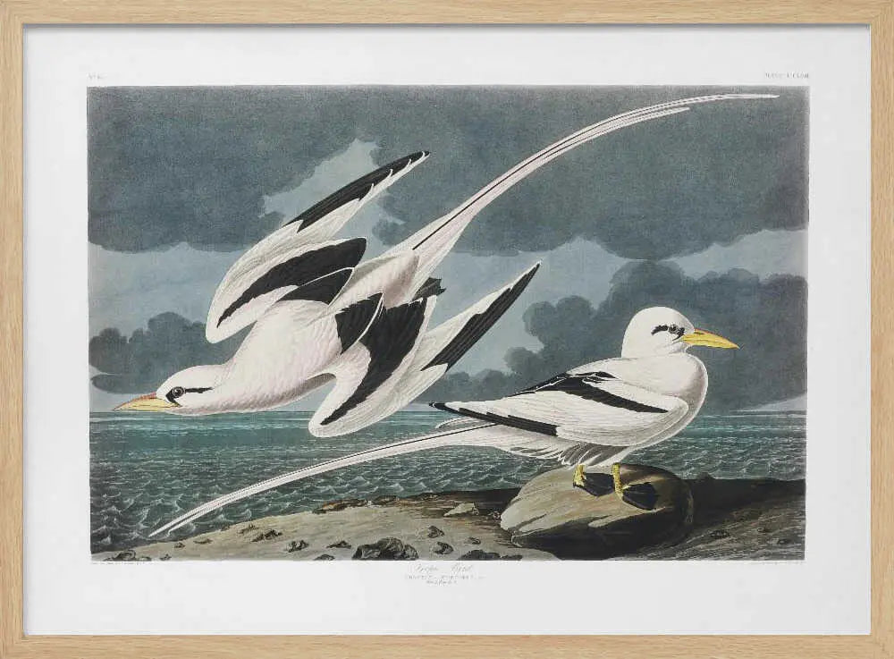 Tropic Bird From Birds of America (1827) John James Audubon