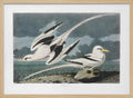 Tropic Bird From Birds of America (1827)