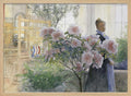 Azalea (1906)
