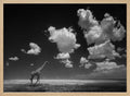 African Giraffe Sky