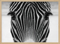 Intense Zebra Gaze
