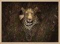 Watchful Leopard In Tree