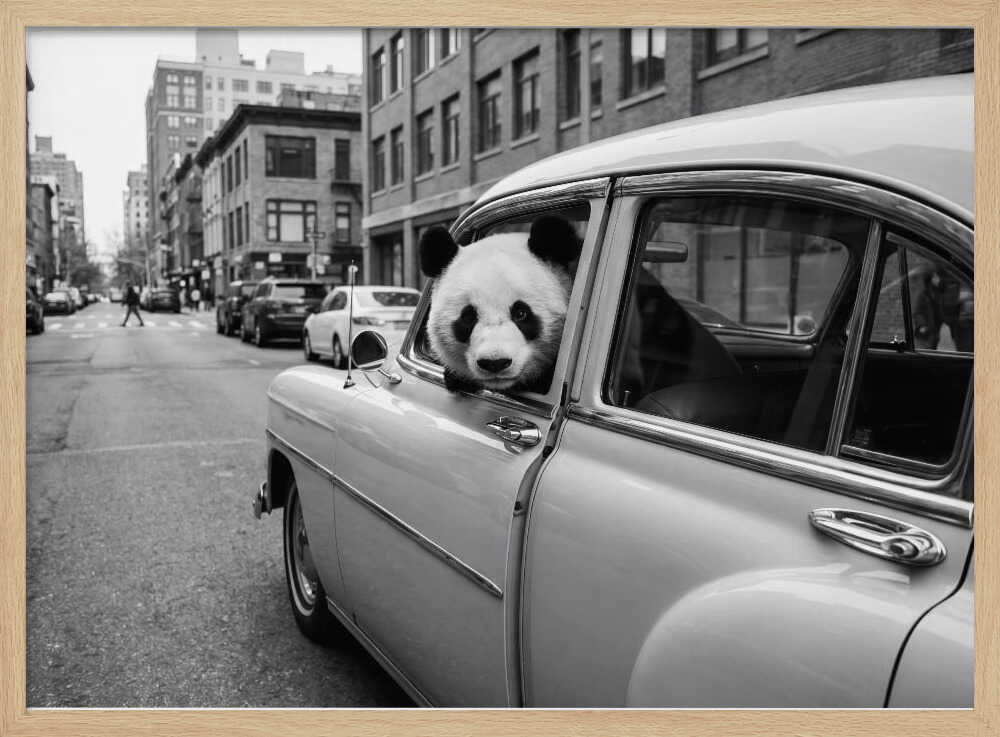 Panda in a Classic Car