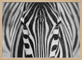 Intense Zebra Eyes
