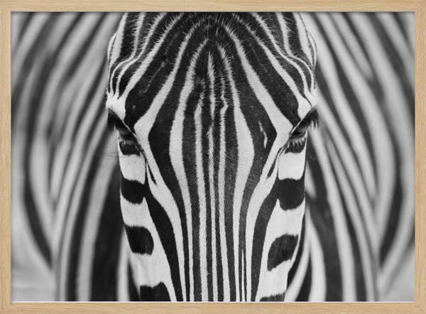 Intense Zebra Eyes