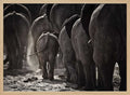 Dusty Elephant Family