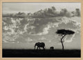 Elephant Family Safari