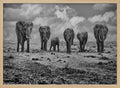 Savannah Elephant March