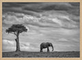 African Elephant Solitude