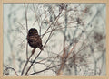 Watchful Little Owl