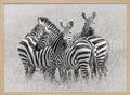 Wild Zebra Herd