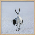 Japanese Cranes Courtship Dance