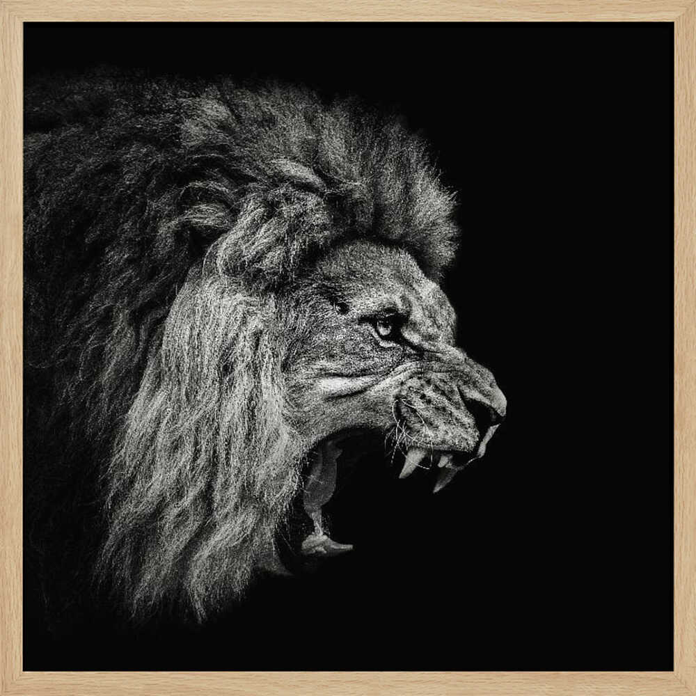 Fierce Roaring Lion