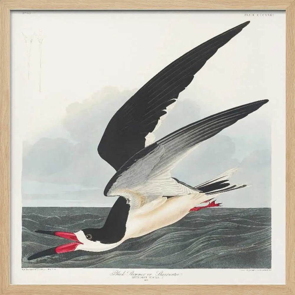 Black Skimmer From Birds of America (1827) John James Audubon