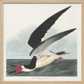 Black Skimmer From Birds of America (1827)