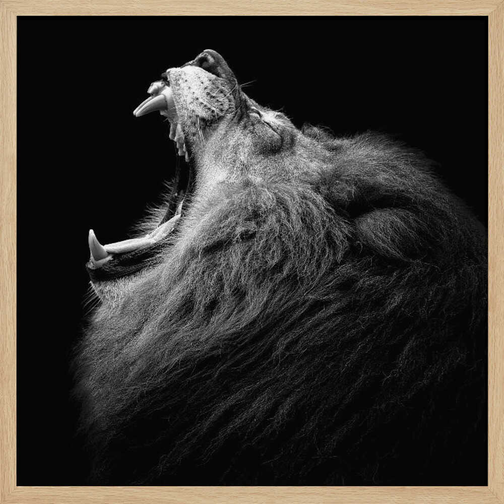 Majestic Roaring Lion Art Print UK — Dark Moody Dark Wall Art — Living Room — Wall It All Prints