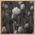 Soft Black White Tulips