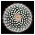 Cactus Spines Geometry
