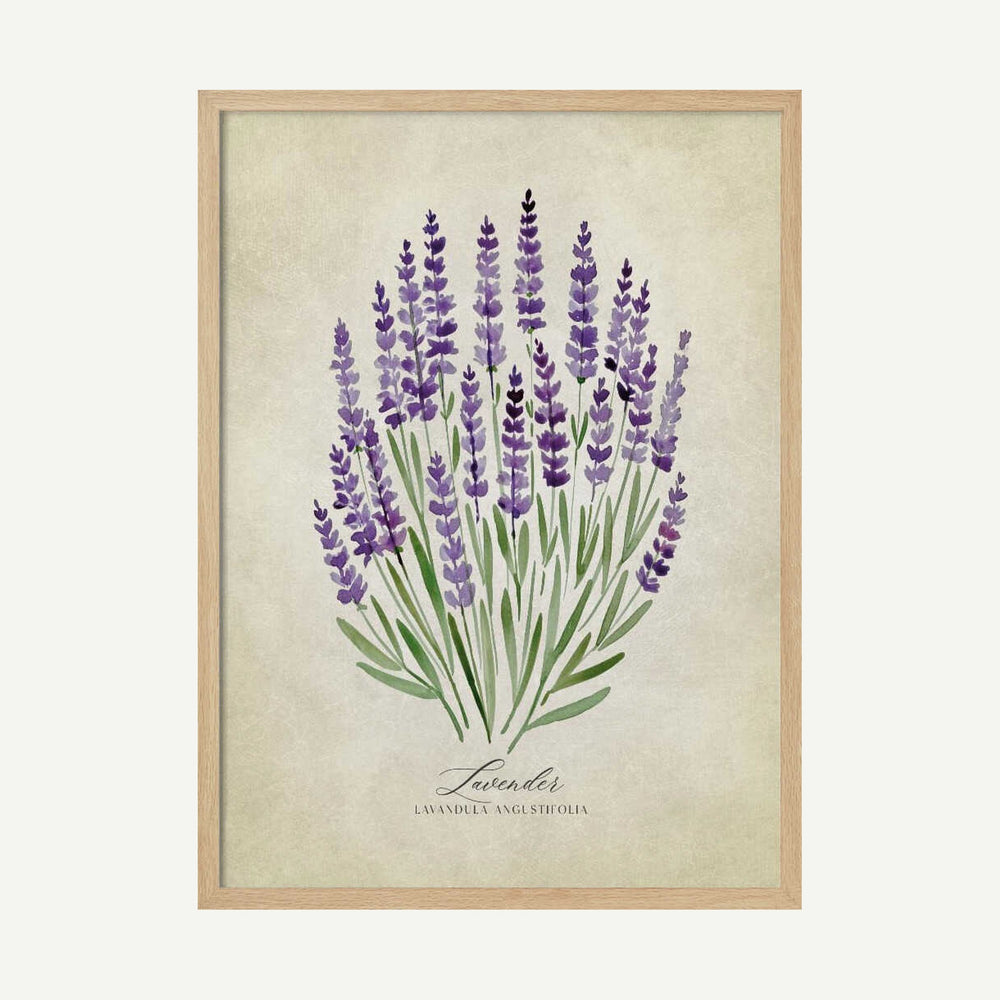 Purple Lavender Botanical Art Print UK — Botanical Fresh Wall Art — Kitchen — Wall It All Prints
