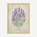 Purple Lavender Botanical