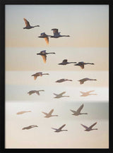 Swans in Golden Light Art Print UK — Landscape Calm Wall Art — Living Room — Wall It All Prints