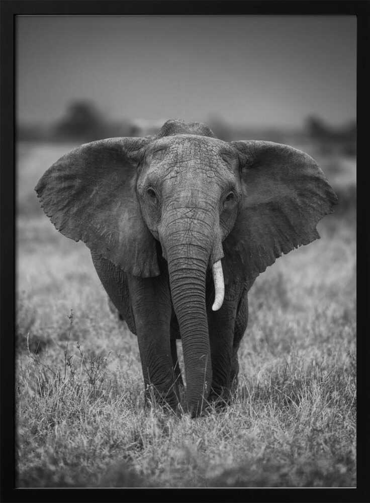 Majestic African Elephant Art Print UK — Portrait Dark Wall Art — Living Room — Wall It All Prints