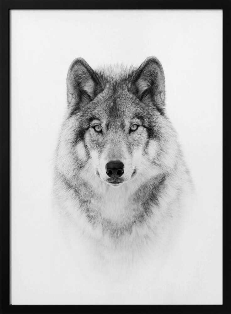 Majestic Wolf Gaze Art Print UK — Portrait Dark Wall Art — Living Room — Wall It All Prints