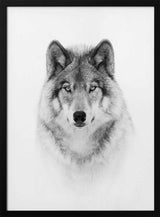 Majestic Wolf Gaze