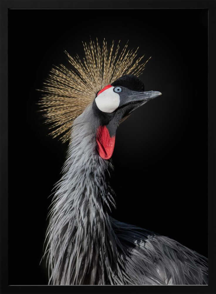 Majestic Crowned Crane Art Print UK — Portrait Dark Wall Art — Living Room — Wall It All Prints