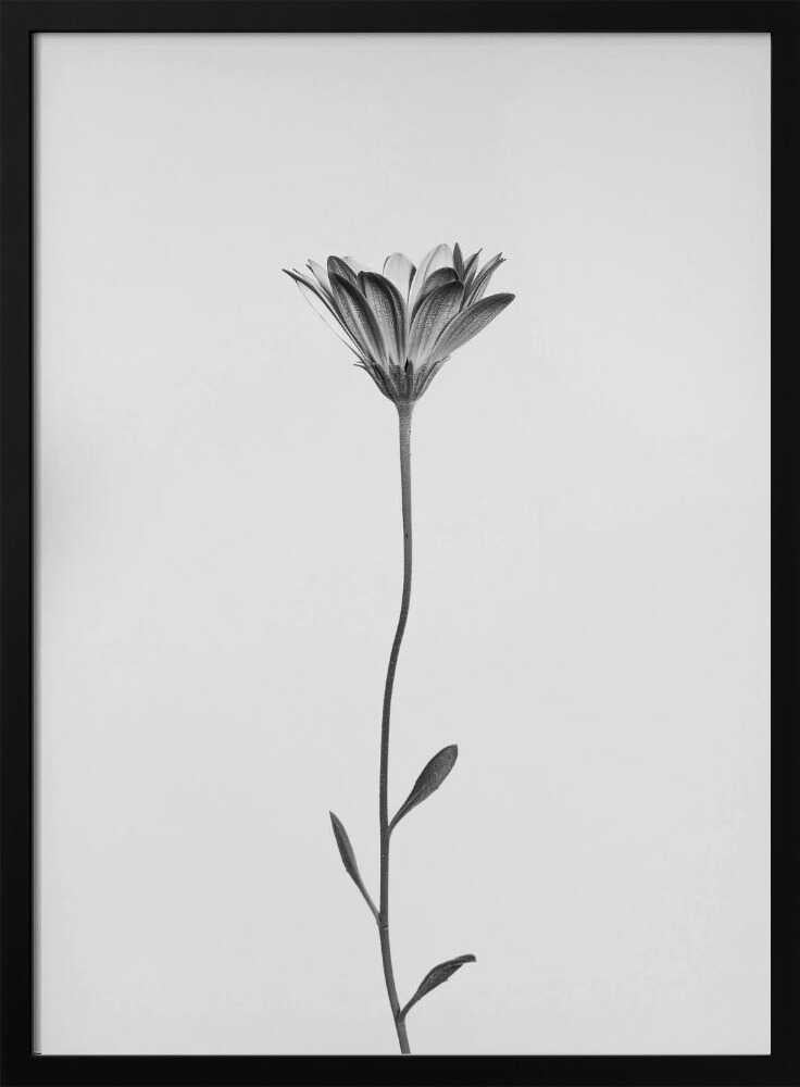 Elegant Floral Silhouette Art Print UK — Botanical Calm Wall Art — Office — Wall It All Prints