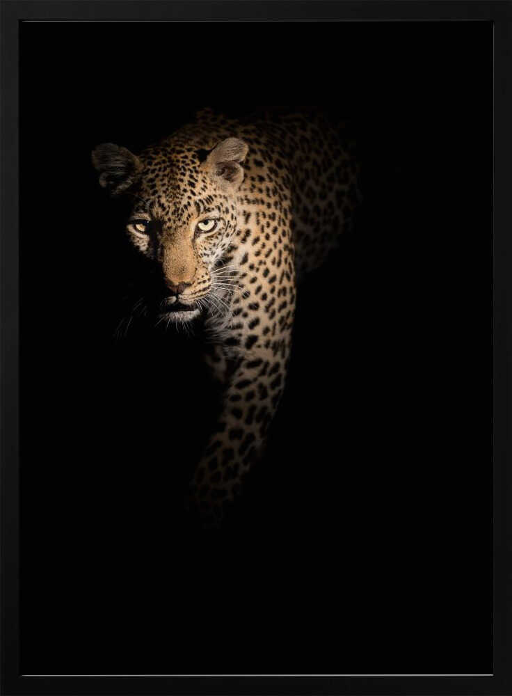 Leopard In Shadow Art Print UK — Dark Moody Dark Wall Art — Living Room — Wall It All Prints
