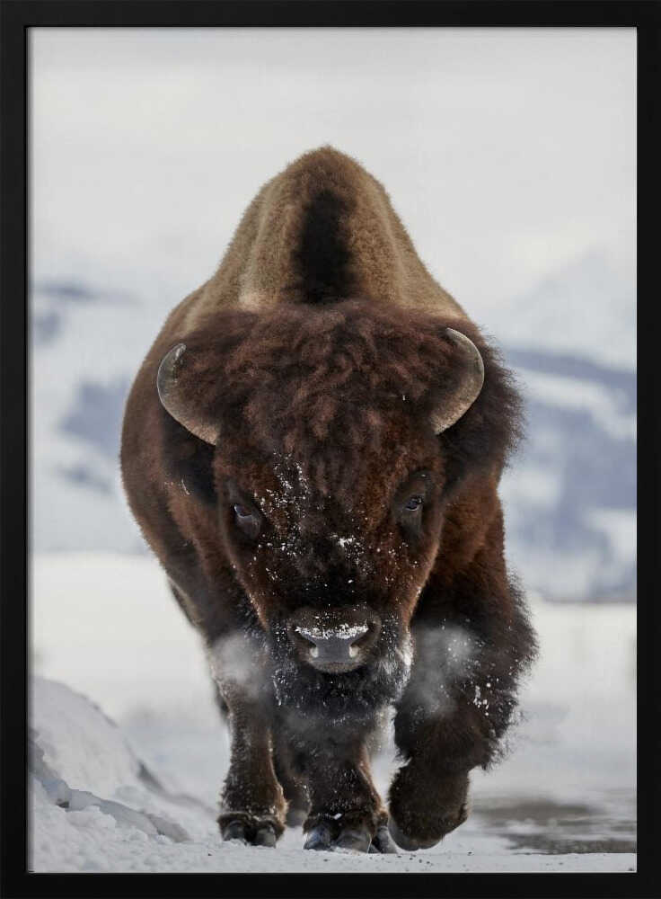 Bison Winter Walk Art Print UK — Portrait Vibrant Wall Art — Living Room — Wall It All Prints